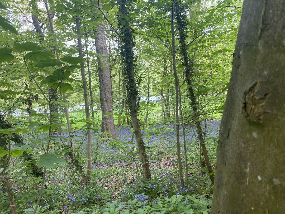 musingsofarunn1's tweet photo. Too much dancing in heels 👠 has left me with tired legs and no voice, but too nice a morning not to do a few miles. Beautiful carvings in #myrtlepark and a farmers market in #saltaire #gurn @UKRunChat @TeachersRunClub https://t.co/wXPDoH0eGW