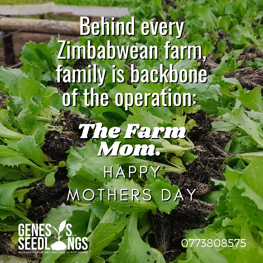 GenesisSeedling's tweet photo. Up to 30% Discount to all Mothers on selected products till Wednesday 11 May 2022 @CelinaHatidani @Charterseeds @SyngentaZW @SeedCoVegZim @SitholeTalents @Africanwomeni10 @ZimYouthSDGs @KirstyCoventry @ZimYouthZse @NeverlankC https://t.co/vFYGodwvOX