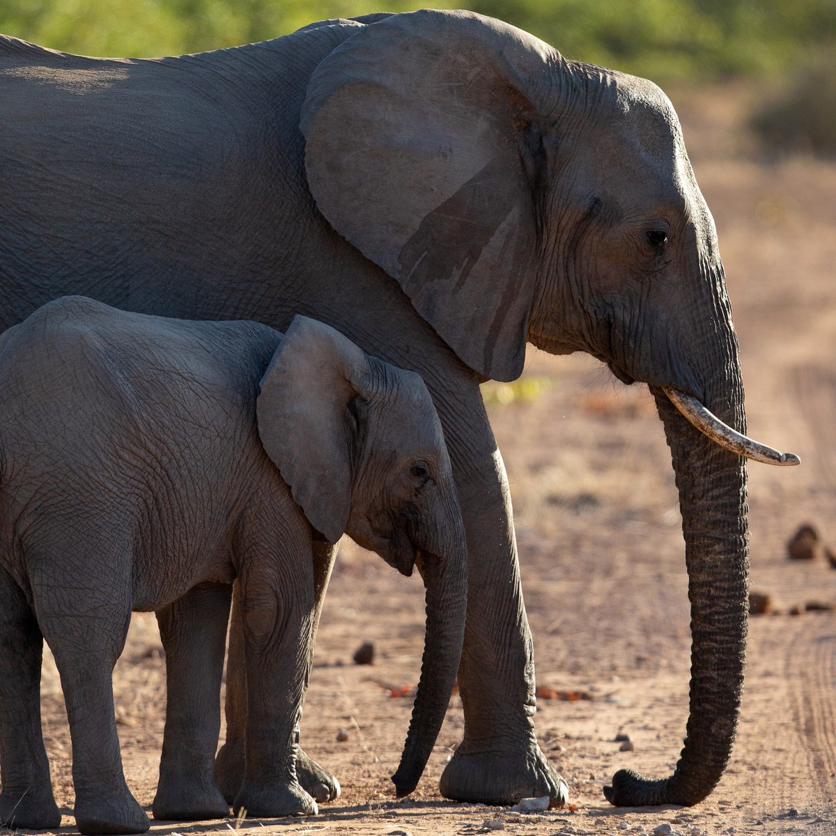 Happy Mother’s Day from the gentle giants at our Venetia Limpopo Nature Reserve! #DeBeers #mothersday