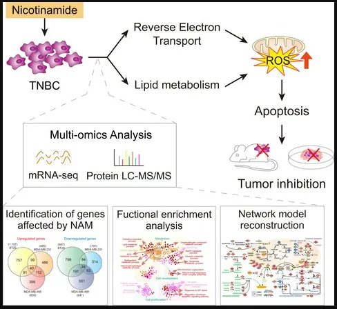 Nicotinamide (niacin) supplement increases lipid metabolism and ROS-induced energy disruption in triple-negative breast cancer: potential for drug repositioning as an anti-tumor agent

▶️buff.ly/3vNwWlG

@love_snuh 

#Niacin #LipidMetabolism #TNBC
