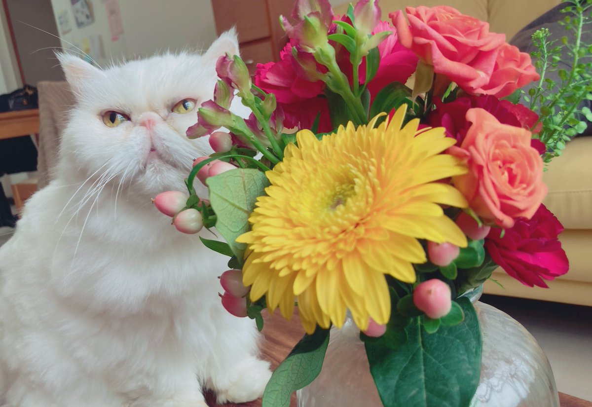 「今年の母の日。毎日ありがとうが尽きません。大好き!そして可愛く撮られる気のない我」|初夢(はつむ)⭐️1月中完成目指して合同ログ本制作中のイラスト