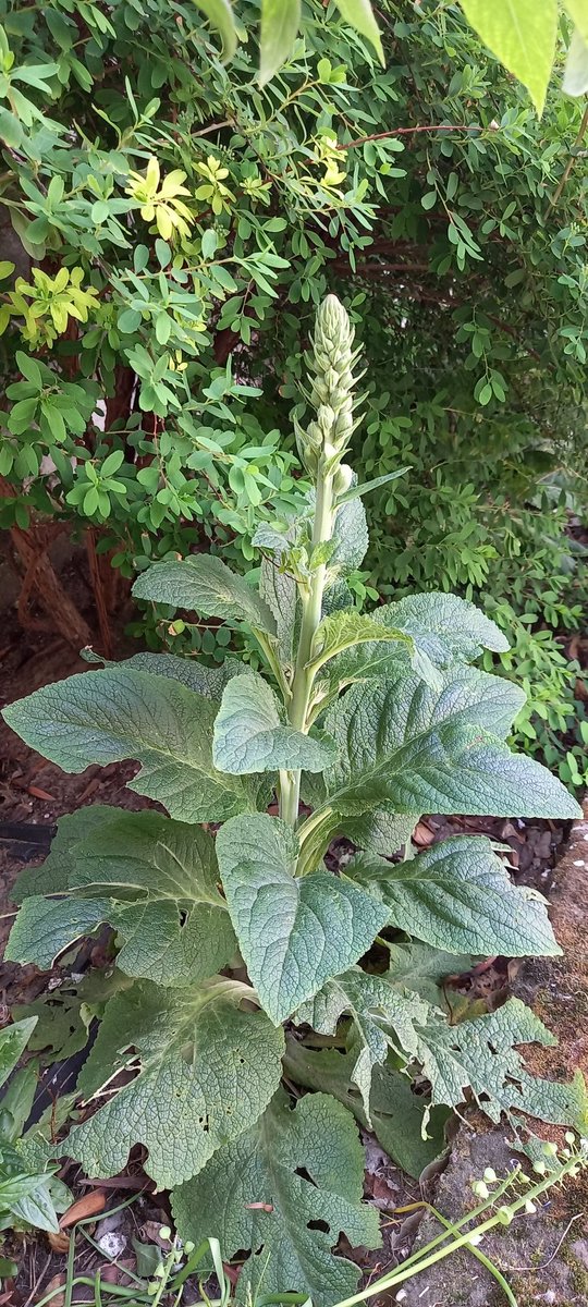 𝑵𝒂𝒕𝒂𝒔𝒋𝒂 tweet media