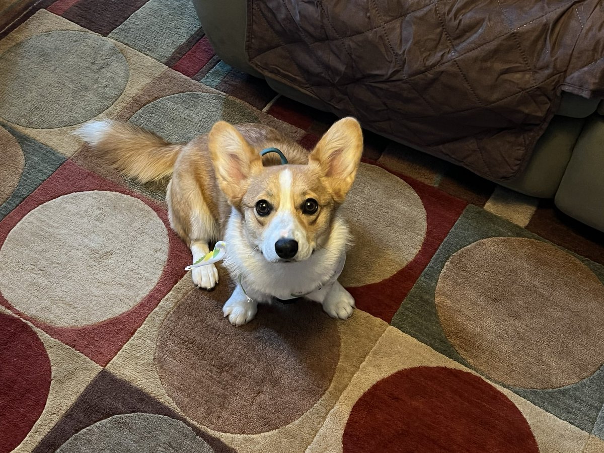 Anniethecorgi's tweet photo. I had my first doggy spa day yesterday. Got defluffed and had a pawdicure. #CorgiCrew https://t.co/Nl2CQlgFTT