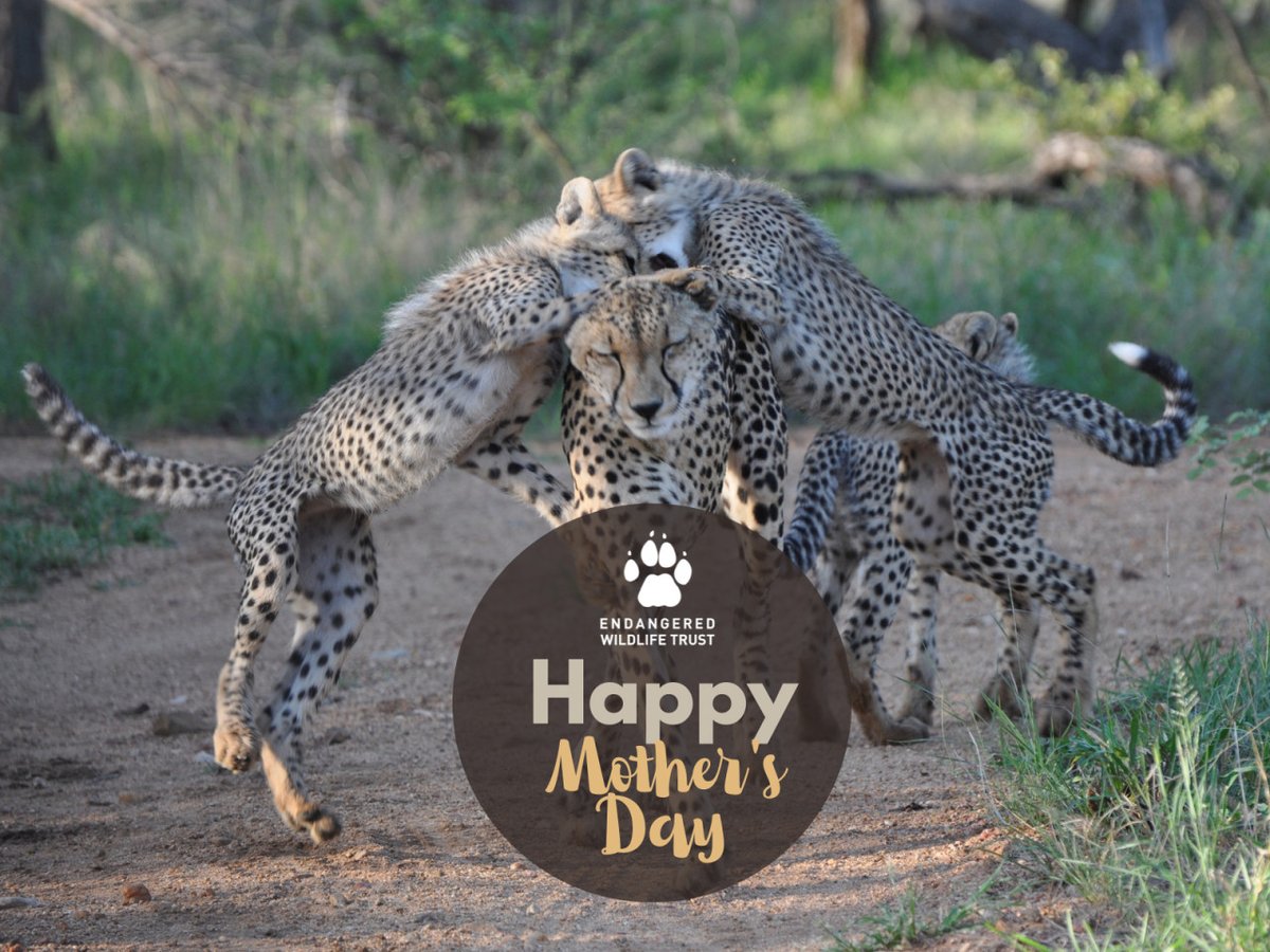 TheEWT's tweet photo. To all the mothers in the world, and beyond – happy #MothersDay from all of us at the Endangered Wildlife Trust.
#ProtectingForeverTogether https://t.co/fNcI6d1uCS