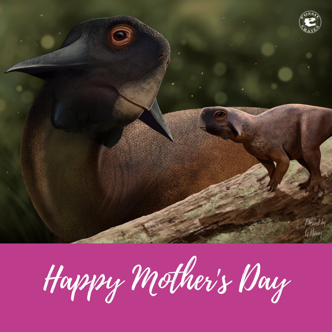 Fossilcrates's tweet photo. Happy Mother's Day!

Fossil Crates celebrates mothers of all kinds with this beautiful #Psittacosaurus mother/daughter interaction illustrated by Gustavo Monroy. 

#Altricial or #Precocial?

#FossilCrates #Paleontology #mothersday #mothersday2022 #dinosaur #baby #mom #cute https://t.co/RKbTYgShY4