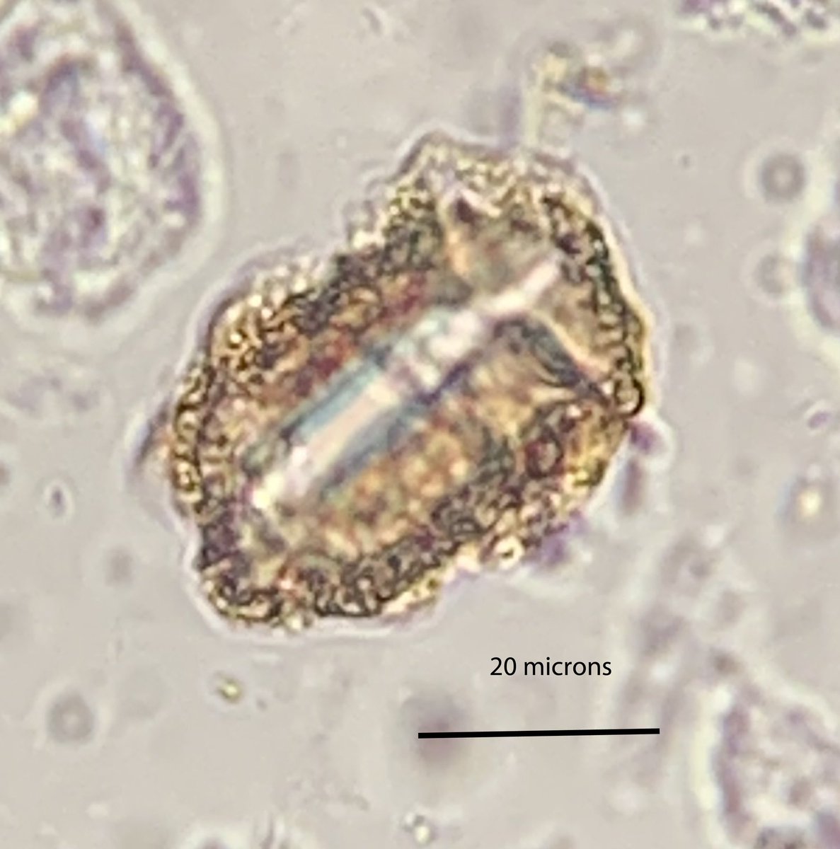 Florin Pendea PhD tweet media