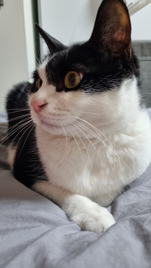 고양이 털 안 붙는 이불을 아직도 만든 사람이 없다니 말세다 말세