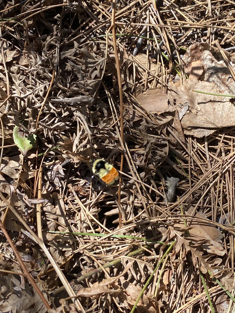 MichiganNFI's tweet photo. @zachportman Saw my first B. ternarius this year yesterday. (46.3580124, -86.6870933). No B. terricola yet. https://t.co/imERaS3LO6