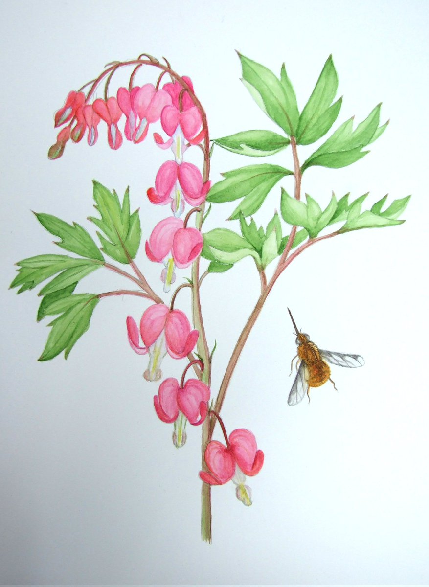 Bleeding hearts flowering and bee flies zooming around in the warm spring sun