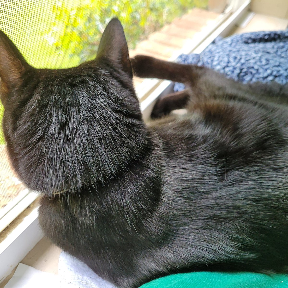 Hedgewatchers's tweet photo. 📢 Calling all #Hedgewatch’ers!

Please welcome Amelie @hhhhsjdkfkda to the team! 🐾🌳

Here we see Amelie doing a MEOW shift watching the squirrels from her window 🪟 🐿 at her home in East Texas 🇺🇸 😺 https://t.co/3R34mjDNBM