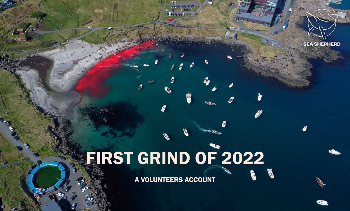 Yesterday the first grindadrap of 2022 happened in the Faroe Islands. Read my account of the event in this post (long read): 
facebook.com/samrostolpage/…