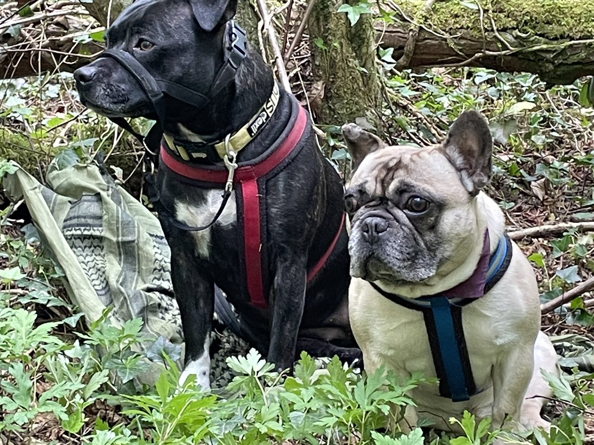 Pepsiandco's tweet photo. Todays adventure in the woods https://t.co/ONZfZQHul9
