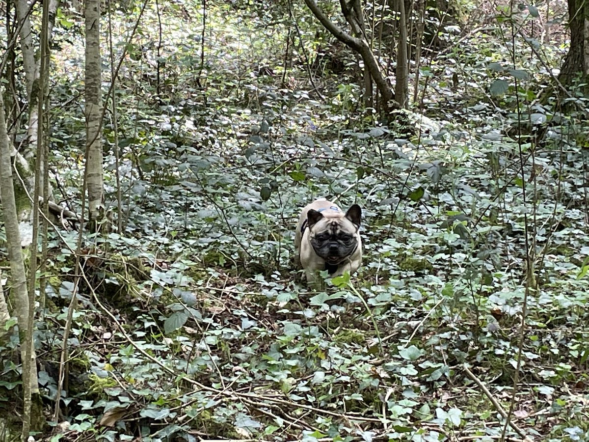 Pepsiandco's tweet photo. Todays adventure in the woods https://t.co/ONZfZQHul9