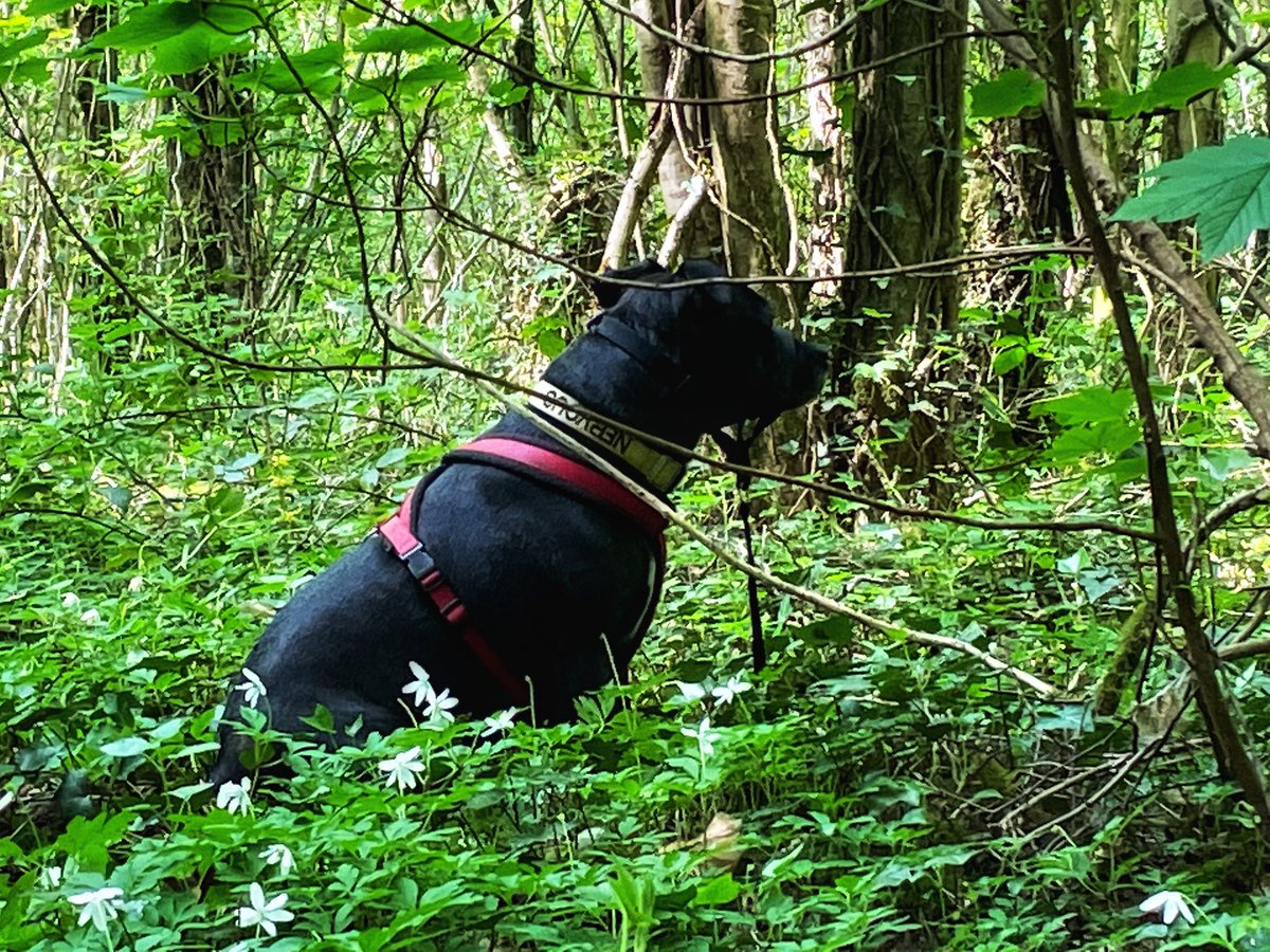 Pepsiandco's tweet photo. Todays adventure in the woods https://t.co/ONZfZQHul9
