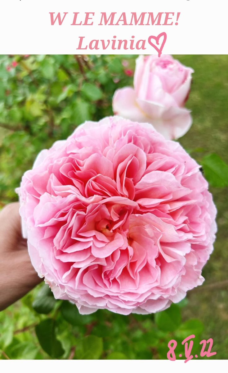lavibiagiotti's tweet photo. Ho colto questa rosa stamattina per tutte le mamme! Auguri di cuore 💞 https://t.co/AEezqt02BK