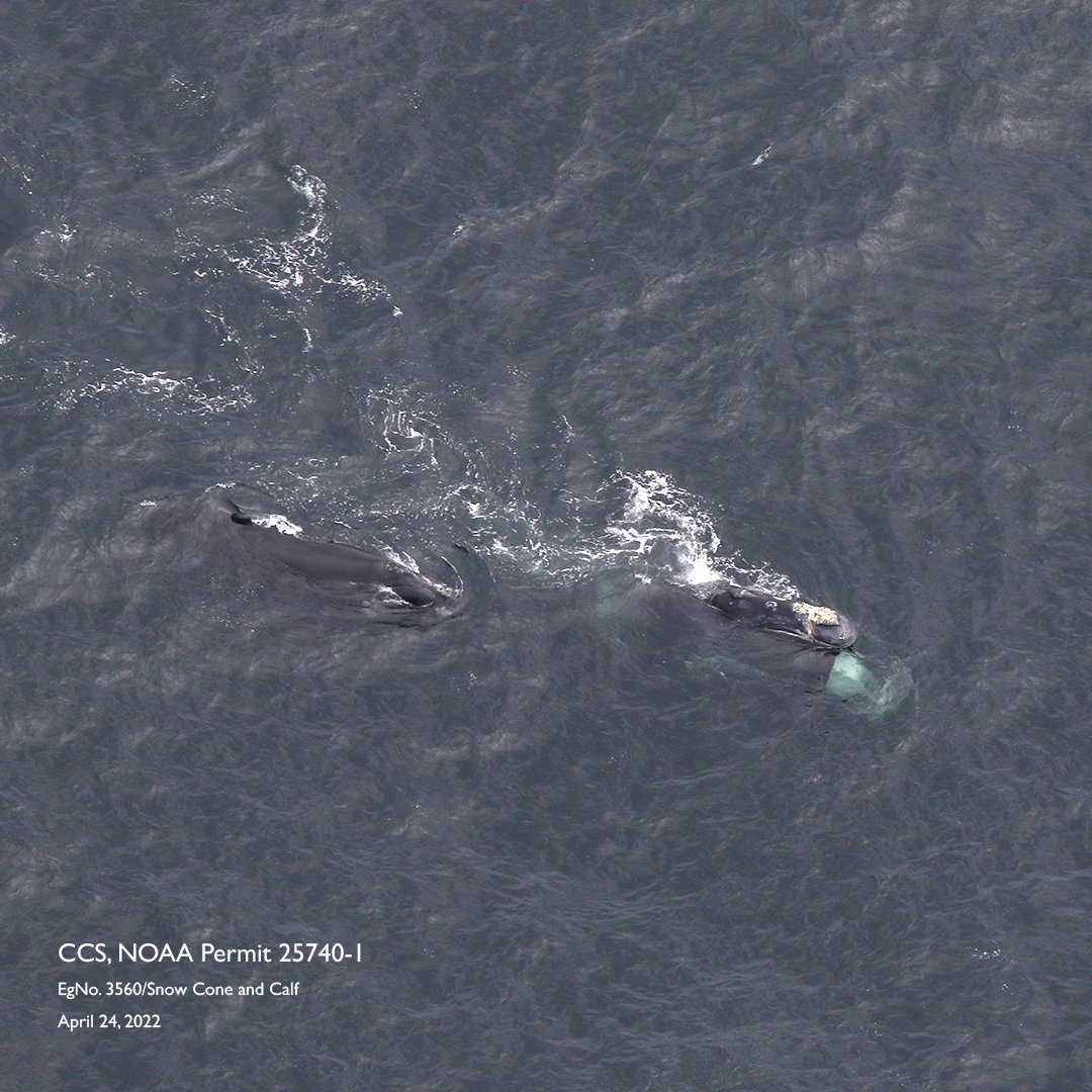 Happy Mother’s Day! On this day, we’d like to give a shout-out to our 2022 North Atlantic right whale moms! New mother and calf pairs bring hope to this critically endangered species, numbering less than 350 individuals. 

#NARW #whales #centerforcoastalstudies  #MothersDay
