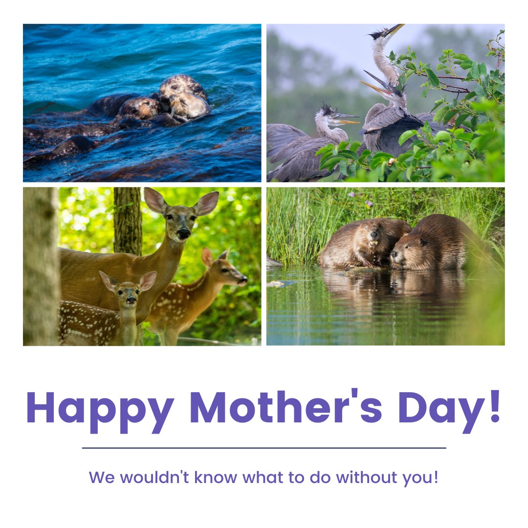 Wildnote tweet media