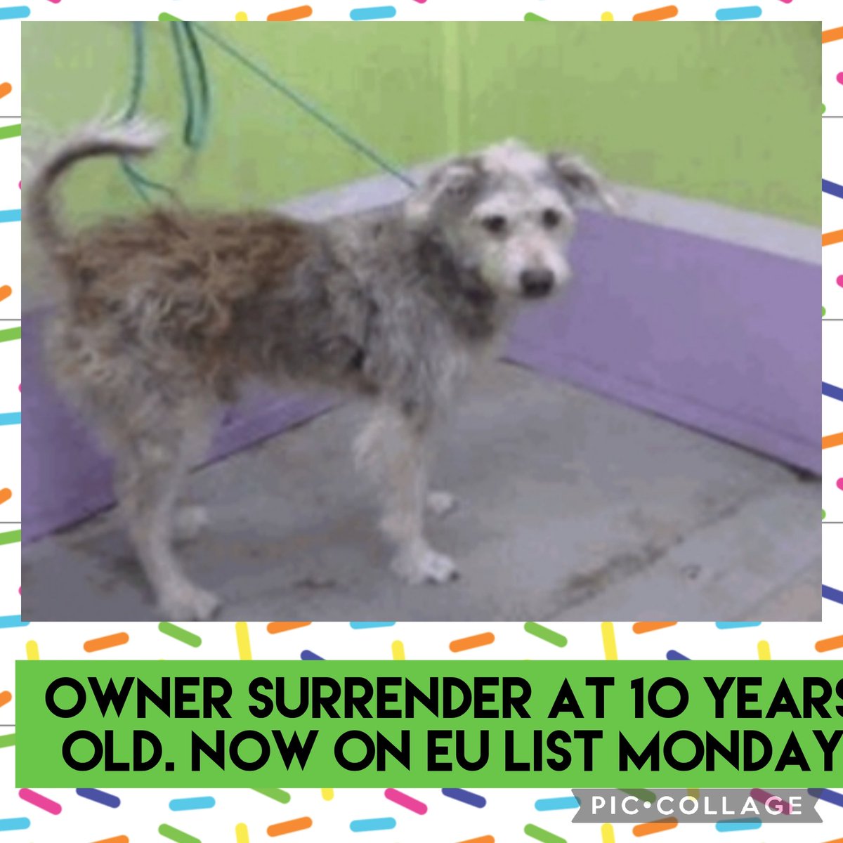 carawil17888192's tweet photo. Euthanasia listed for a Monday 5/9 Ask me how to adopt out of state Barc Tx

SENIOR ALERT 10 YEAES OLD. Texas is so full of dogs.. please help by sharing. 

STEVIE TIX 
A1818417 
(Intact male) 
10 YRS
SCHNAUZER MIN MIX 
HW+
24.4 lb https://t.co/TKOIJneDja