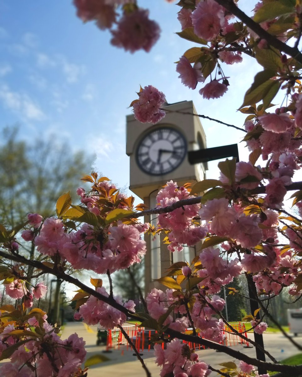 LCCBookstore's tweet photo. The Bookstore wishes a happy Mother’s day to all the student mothers out there!

#mothersday #studentmothers #lccbookstore #lakelandcc #collegelife #collegebookstore https://t.co/dczEXDxBmk