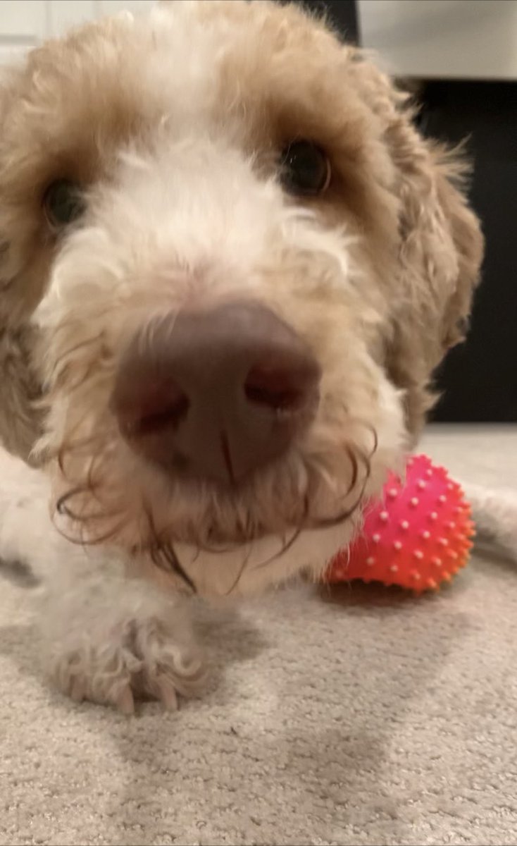 Dooditsbarkley's tweet photo. Happy mawmers day to all da hard working mowms out dere. You are strong and you make da world a better place. Without you strong ladies the world would’t be da same. 

- Wuv Barkley 🥰💗❤️‍🩹         (Mother’s Day boop) https://t.co/pEGjHvr9BZ
