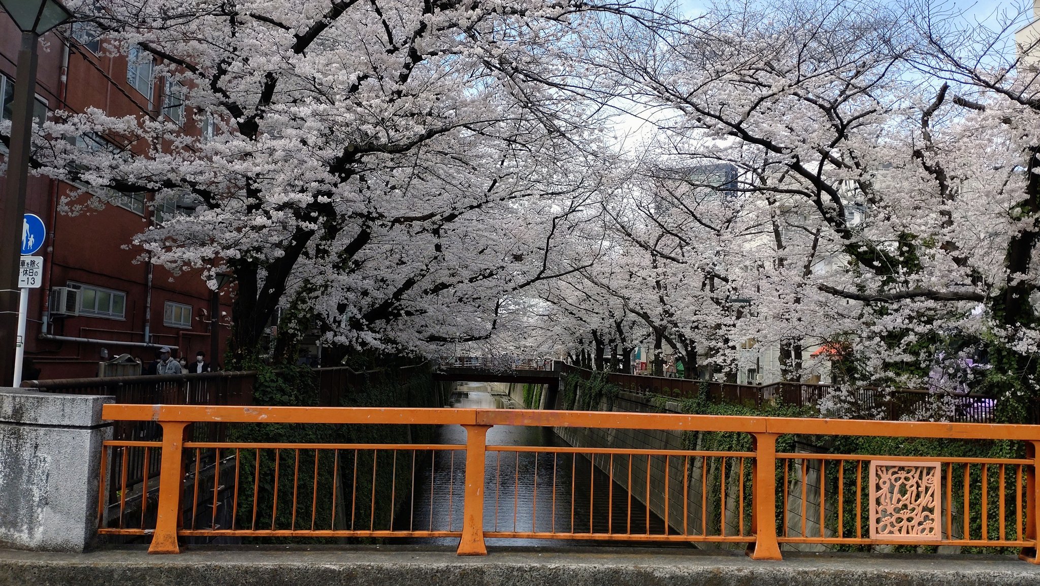 目黒川の桜 Twitter Sogning Twitter