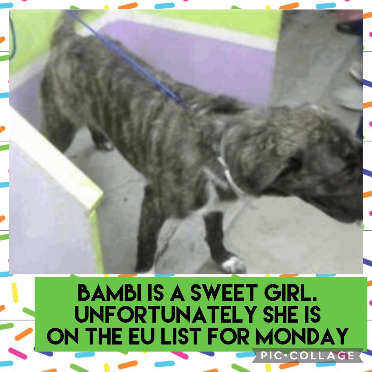 carawil17888192's tweet photo. Euthanasia listed for a Monday 5/9 Ask me how to adopt out of state Barc Tx

Texas is so full of dogs.. please help by sharing. 

BAMBI 
A1817904 
(Spayed female) 
2 YRS
CATAHOULA MIX 
HW NAD
59.9 lb https://t.co/PZvH8jVLKw