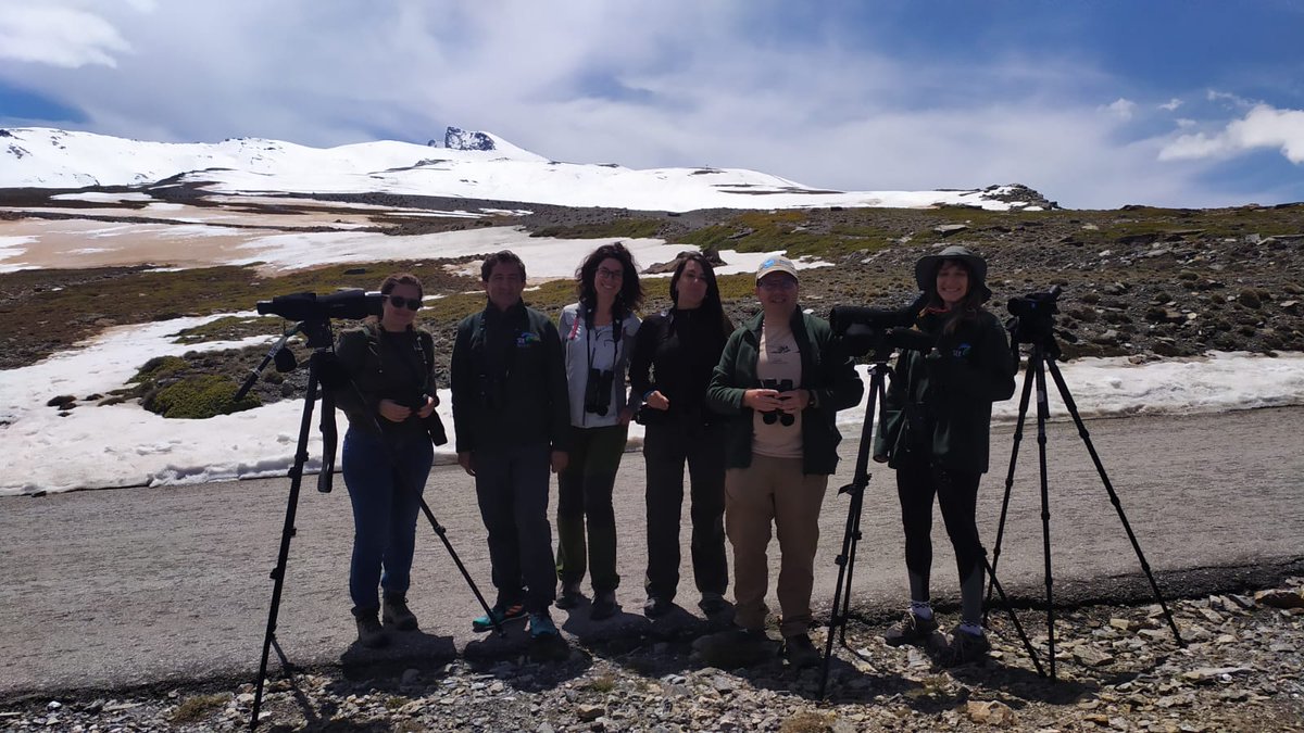 Juanfra (@juanfrajl) on Twitter photo Hoy participando en el #maratonSEO con el equipo SEO Sierra Nevada Viking Optical <a href="/SEO_BirdLife/">SEO/BirdLife</a> <a href="/vikingoptical/">Viking Optical Ltd</a> <a href="/SEOSierraNevada/">SEO-Sierra Nevada</a> <a href="/Mariano_msf/">Mariano Sevilla 🇪🇦</a> <a href="/SNevada_Parque/">Amig@s Sierra Nevada</a> <a href="/global_birding/">Global Birding</a> <a href="/Rutlandbirds/">Tim Appleton MBE !</a> #birdwatching #birds #Andalucia Hoy participando en el #maratonSEO con el equipo SEO Sierra Nevada Viking Optical <a href="/SEO_BirdLife/">SEO/BirdLife</a> <a href="/vikingoptical/">Viking Optical Ltd</a> <a href="/SEOSierraNevada/">SEO-Sierra Nevada</a> <a href="/Mariano_msf/">Mariano Sevilla 🇪🇦</a> <a href="/SNevada_Parque/">Amig@s Sierra Nevada</a> <a href="/global_birding/">Global Birding</a> <a href="/Rutlandbirds/">Tim Appleton MBE !</a> #birdwatching #birds #Andalucia