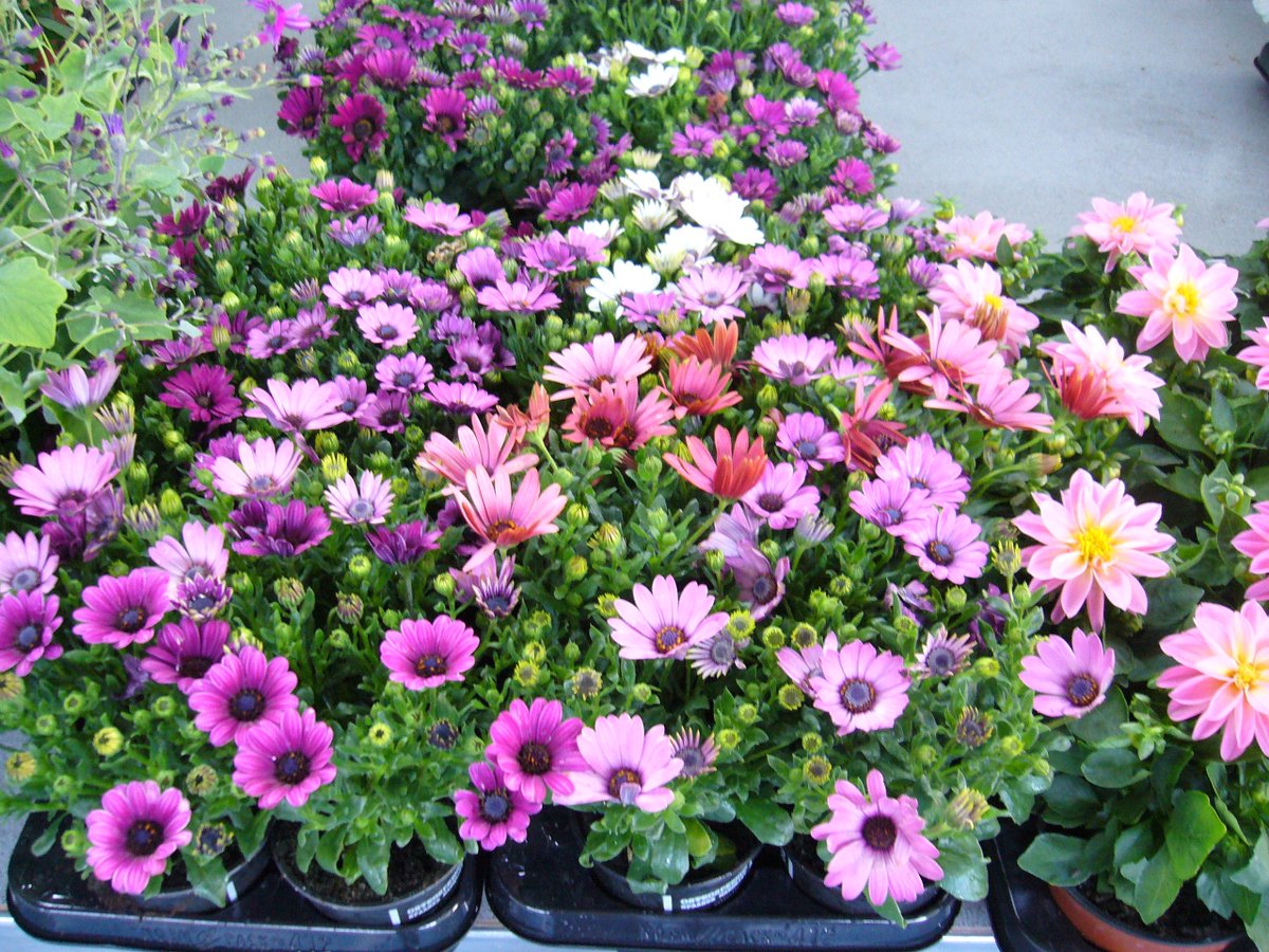 CCC Plant Sale tweet media