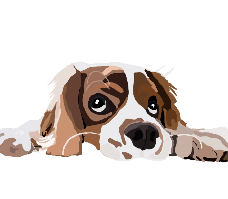 worldofnftt's tweet photo. This cute dog is only 0.5 ethereum. https://t.co/wGgKqgHDEh