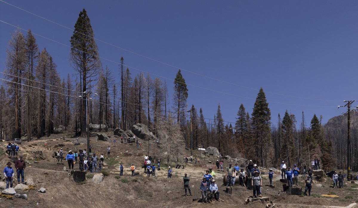 UtaKogelsberger's tweet photo. As part of @fire_complex we planted 5150 saplings at #sequoiacrest #alpinevillage and #cedarslope and on #forestservices land in collaboration with #usforestservice , @calfire, and with an amazing 100+ volunteers from the #rotaryclub. Thank you all for the amazing work!!! https://t.co/DS8EiWEf16