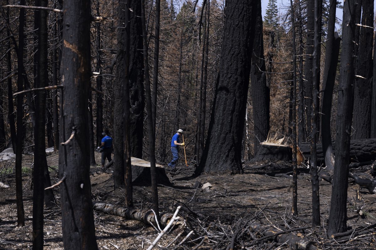 UtaKogelsberger's tweet photo. As part of @fire_complex we planted 5150 saplings at #sequoiacrest #alpinevillage and #cedarslope and on #forestservices land in collaboration with #usforestservice , @calfire, and with an amazing 100+ volunteers from the #rotaryclub. Thank you all for the amazing work!!! https://t.co/DS8EiWEf16
