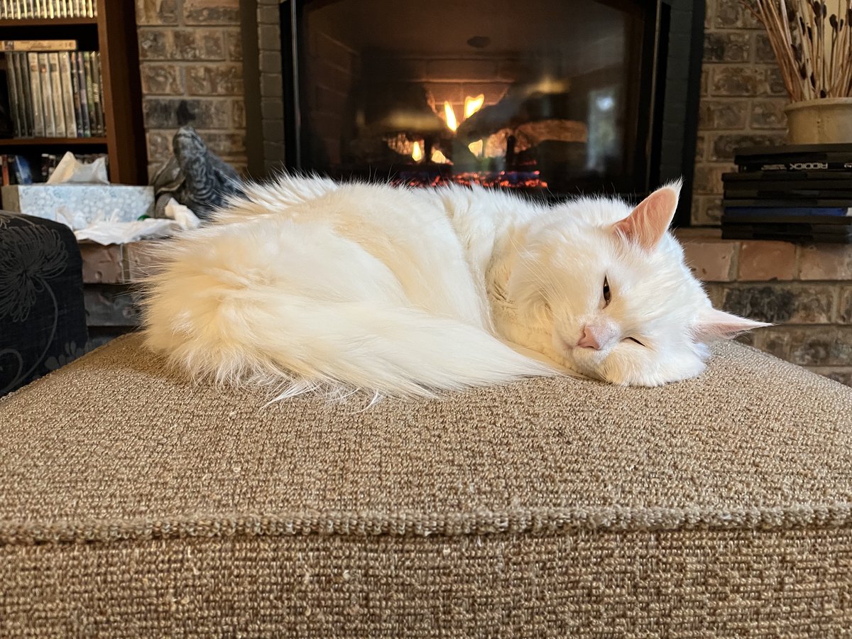 g_puffalo's tweet photo. Mmmm.  Happy Mother's Day!   #Caturday https://t.co/QdHZf8hcdD