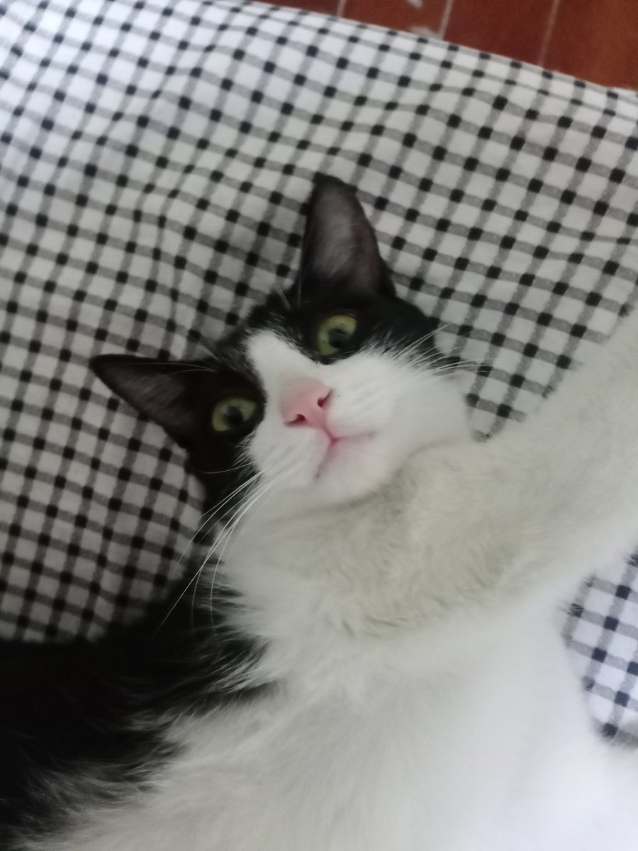 isanychenxi's tweet photo. #Cat https://t.co/q8AauMM8Ph