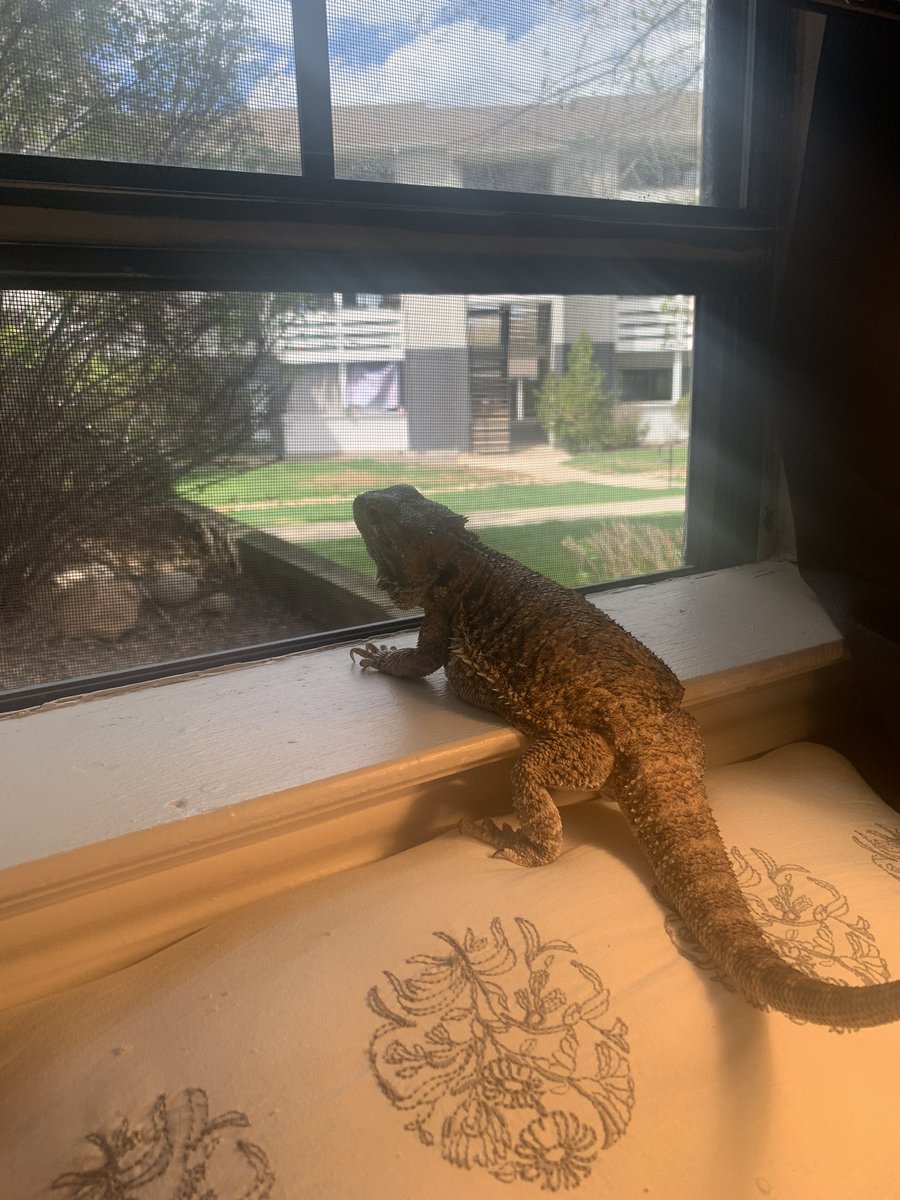 MissRamoner's tweet photo. I had to get spayed almost 2 months ago, but I got my stitches out and I am SO READY to be back outside 🥰💖 https://t.co/HjC99QfNlB