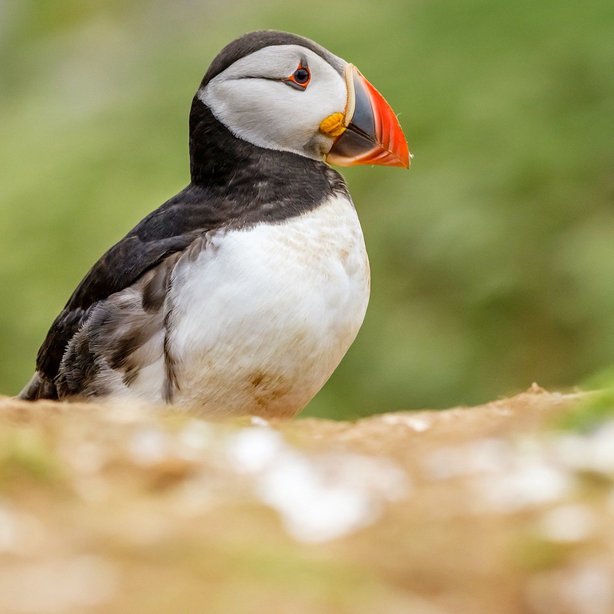 This Puffin was having a bit of a rest after carrying out some burrow renovations 📷 

#earthcapture #springwatch #BBCWildlifePOTD <a href="/BBCEarth/">BBC Earth</a> <a href="/BBCSpringwatch/">BBC Springwatch</a> <a href="/WildlifeTrusts/">The Wildlife Trusts</a> <a href="/WTSWW/">WildlifeTrustSWWales 🦡🐬</a> <a href="/Natures_Voice/">RSPB</a> <a href="/NatResWales/">Cyfoeth Naturiol Cymru | Natural Resources Wales</a> <a href="/skomer_island/">Skomer Island</a> <a href="/visitwales/">Visit Wales 🏴󠁧󠁢󠁷󠁬󠁳󠁿</a> <a href="/UKNikon/">Nikon UK & Ireland</a> 

instagram.com/p/CdTa09yKWLu/