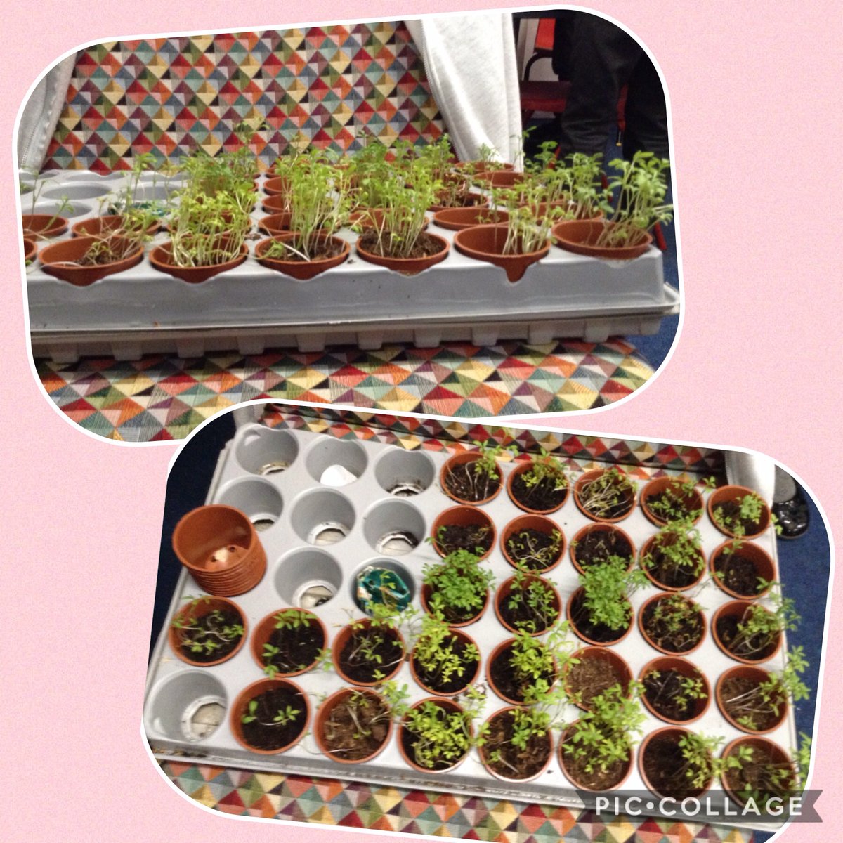 Year 3 Wynndale tweet media