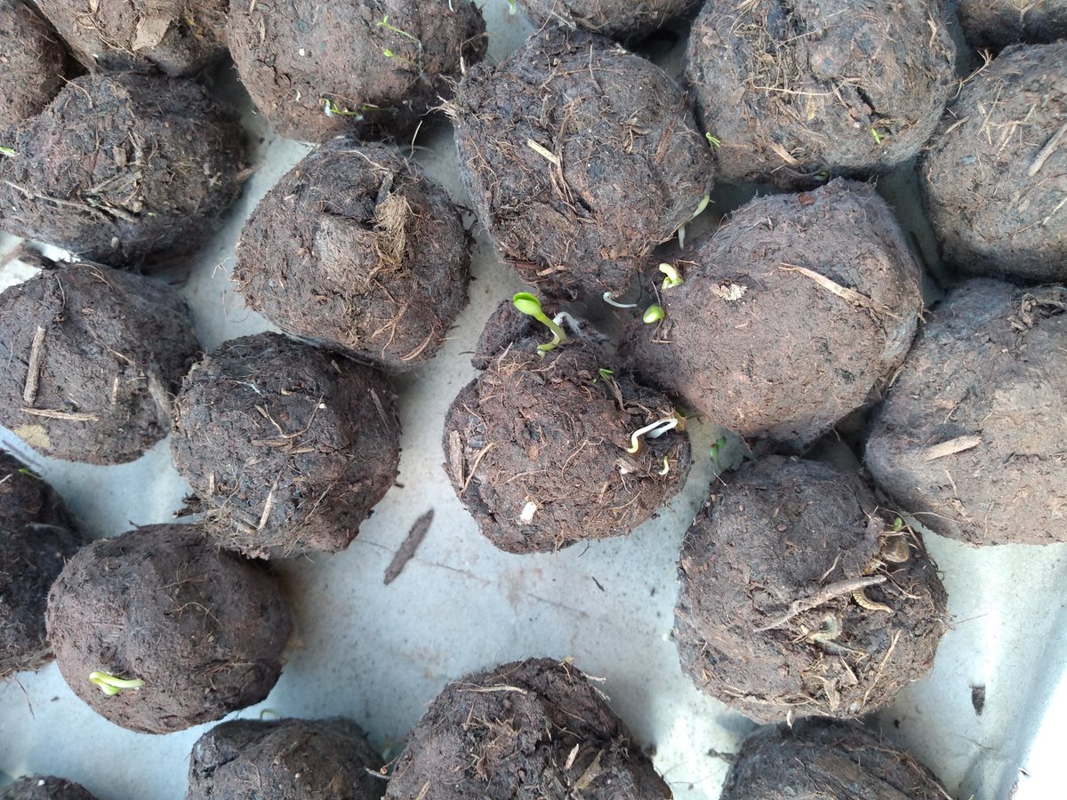 GrowWellCardiff's tweet photo. Eek! When the homemade wildflower seed bombs start to detonate too early! We best get these babies in the ground! @elycaerau @GrowCardiff @CardiffSW @LNPCymru #NoMowMay #pollinatorpledge #wildcardiff #urbanbuzz https://t.co/EJIxGAXH7K