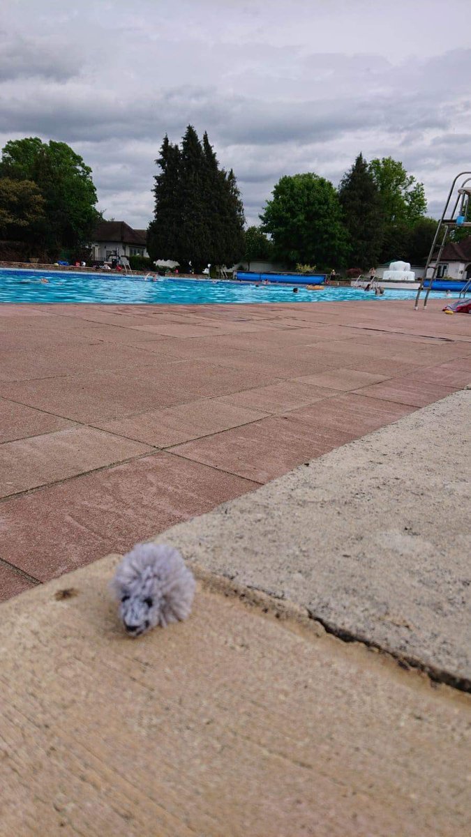 Wild Hogs Hedgehogs Rescue tweet media