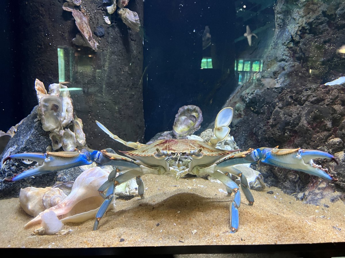 VLMuseum's tweet photo. Who else likes big hugs? #valivingmuseum #bluecrab https://t.co/vWlrhMM8wJ