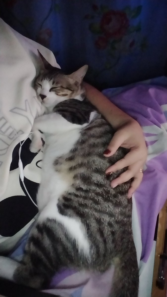 Clingy cat... Goodnight everyone.. 😘