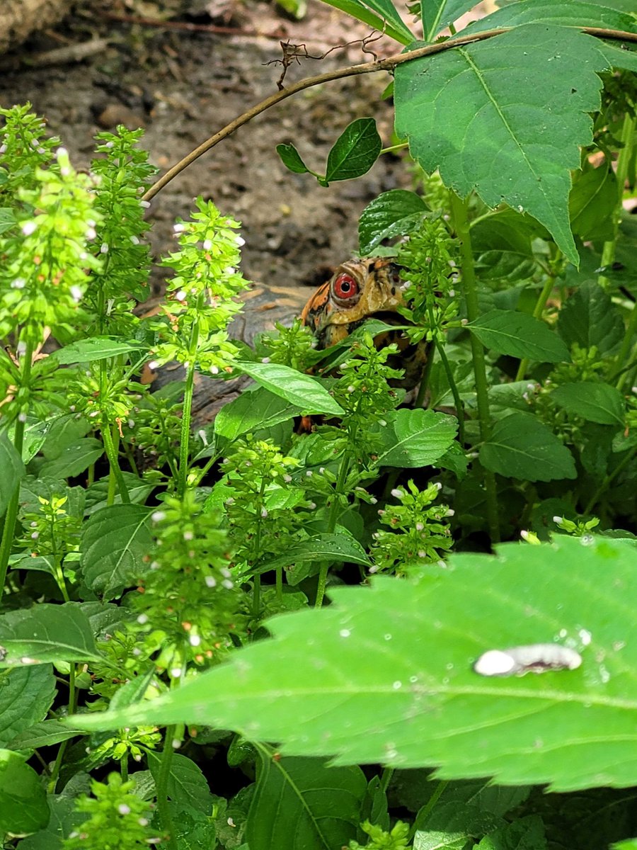 VLMuseum's tweet photo. I spy with my little eye... a turtle! Did you know that the red eyes of this box turtle indicate that this is a boy box turtle? While not always the case, males tend to have red eyes while females generally have brown eyes. #valivingmuseum #boxturtle https://t.co/06KQ0fwByw
