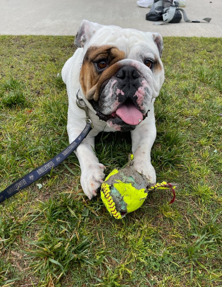 GeorgetownHoyas's tweet photo. Gonna need a new game ball 😂

#HoyaSaxa https://t.co/AcoHuBF4dm