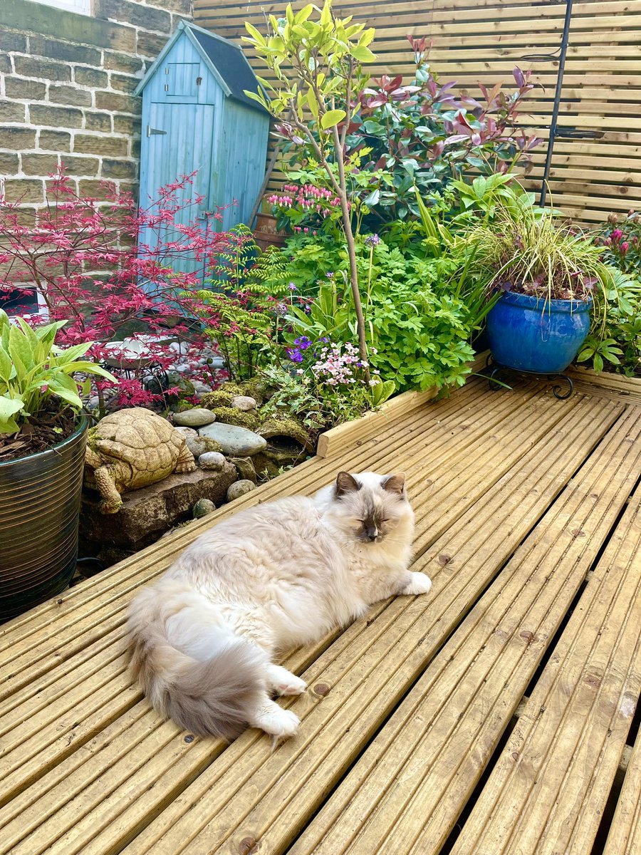 Betty_Boo_Kat's tweet photo. We’ve finished our gardening 🪴😻🪴 what do mew think? #catboxsunday https://t.co/hBbFOUmcJI