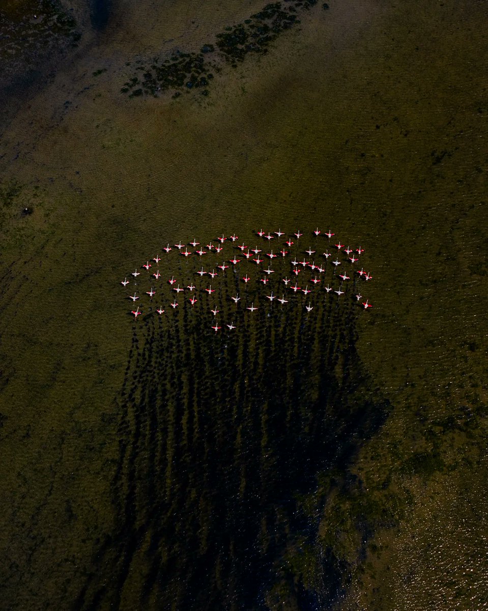 Flamingos 🦩

#Chennai #flamingos #djiindia 
#chennaiphotographer #singarachennai #streetsofchennai #seetamilnadu #createwithsrishti
#chennaiblogger