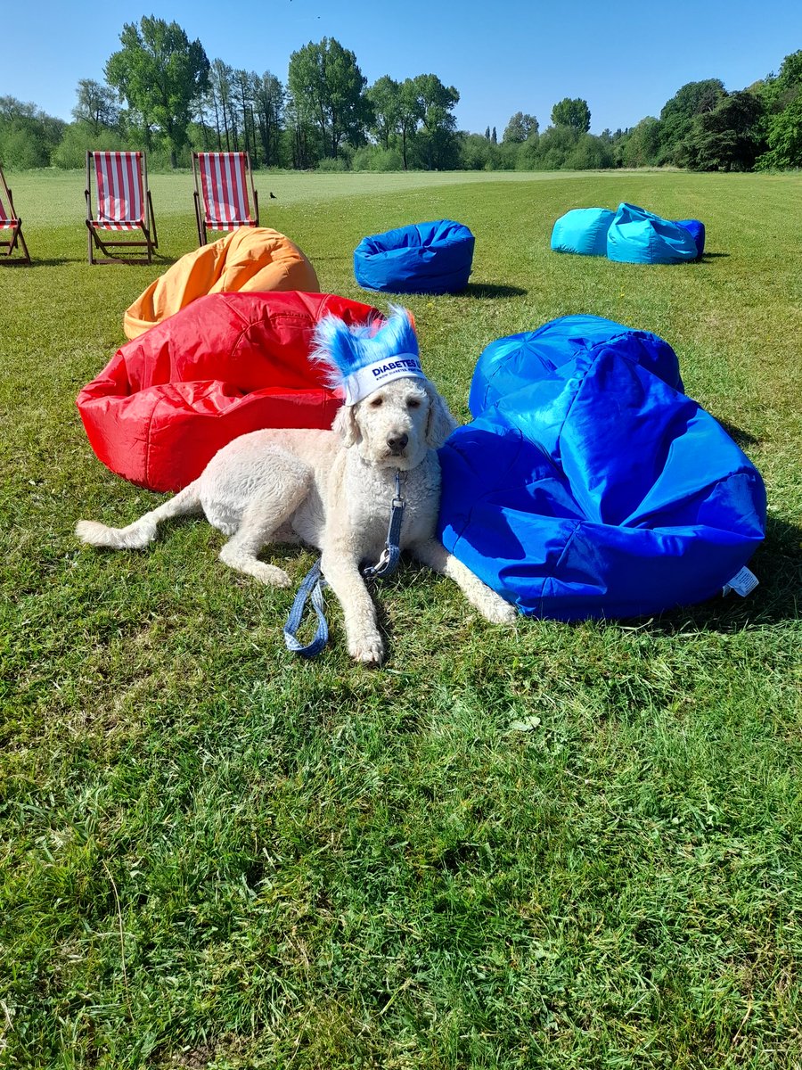 DiabetesUK's tweet photo. We are loving all the dogs today! Here's Jackson modelling his hair #ThamesPathWellnessWalk https://t.co/tZRLUgLy8r
