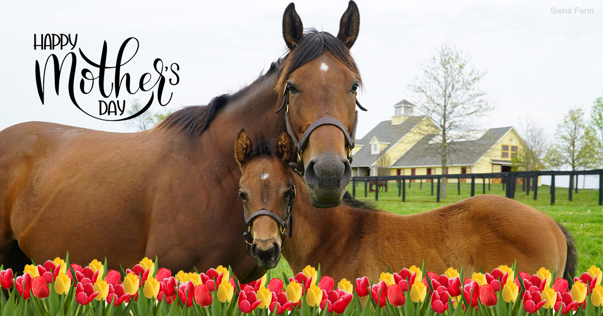 SienaFarmKY's tweet photo. Happy Mother's Day to all who serve in this vital role 💐 https://t.co/Wlul7tEj28