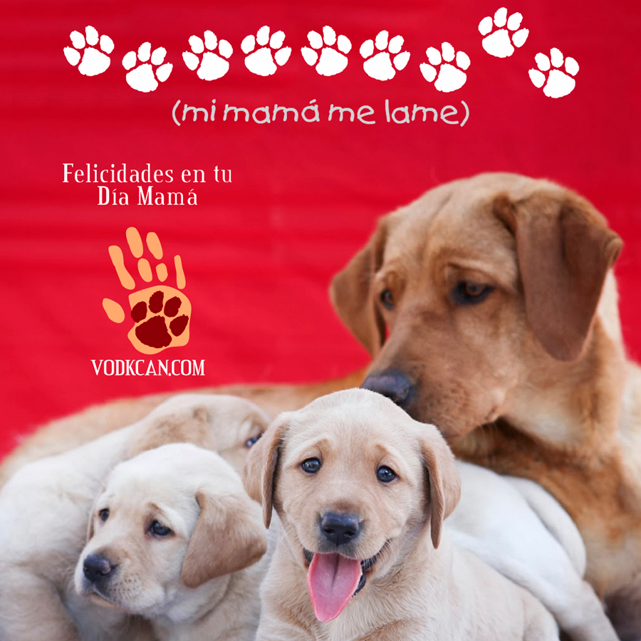 vodkcan's tweet photo. Felicidades a todas las Mamás Humanas 👩‍🦰👵👩‍🦱👩‍🦳👱‍♀️ y también a las caninas 🐶🐶 porque el #AmorDeMadre es tan grande que no distingue en especies ❤️❤️💖💝

#AdiestramientoCanino  #EducaciónCanina  #ObedienciaCanina #VodkcanEscuelaCanina  #Vodkcan https://t.co/t3RtmA24L3