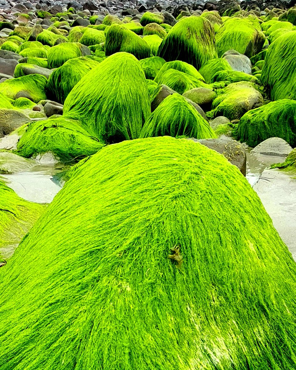 CbarCommCycle's tweet image. The Gathering. Cousin It and some friends are getting together to prepare for the summer visitors to #mayo @MulrannyTourism @NewportVisit @visitmayo @achilltourism