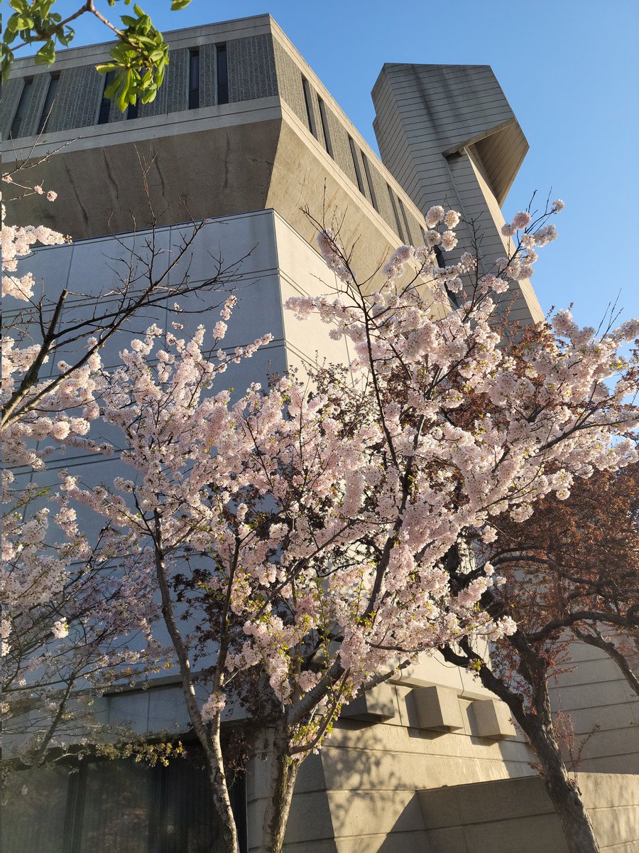 BrindusaB1's tweet photo. #Toronto
#MothersDay
2022 May 08
#UoT / #RobartsLibrary
#Sakura https://t.co/DhkO5PFWrn