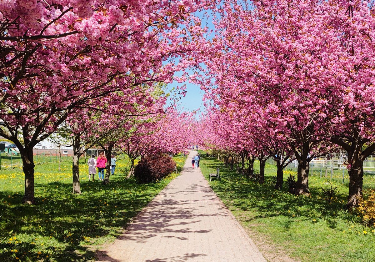 visitwarmia's tweet photo. Pieczewo gotowe na wiosenne selfie 🤳#olstyn #alejka #wiosna #drzewa #kwiaty #pieczewo #śwityczwidackiej #spring
#Poland #warmia #visitwarmia https://t.co/984KmgAL7E